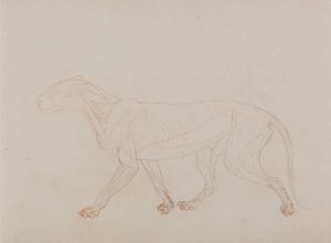 En jämförande anatomisk framställning av människokroppens struktur med tigerns och en vanlig hönas: Tigerkropp, sidovy (visar det tredje steget i dissektionen) av George Stubbs