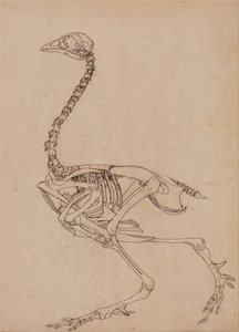 En jämförande anatomisk framställning av människokroppens struktur med tigerns och en vanlig hönas:  Fjäderfäskelett, sidovy (Studie för nyckelfiguren till tabell V) av George Stubbs