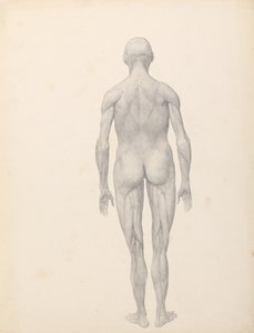 En jämförande anatomisk framställning av människokroppens struktur med tigerns och den vanliga fågelns:  Människofigur, bakifrån, delvis dissekerad (Färdig studie för tabell XII) av George Stubbs