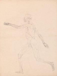 En jämförande anatomisk framställning av människokroppens struktur med tigerns och den vanliga fågelns: Människofigur, vy från sidan (För nyckeltalet till tabell XIII) av George Stubbs
