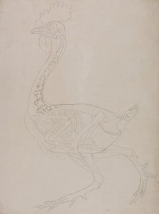 En jämförande anatomisk framställning av människokroppens struktur med tigerns och en vanlig hönas:  Skelett av höns, vy från sidan av George Stubbs