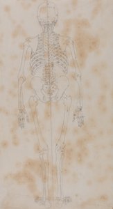 En jämförande anatomisk framställning av människokroppens struktur med den hos en tiger och en vanlig höna: Human Skeleton, Posterior View (Kanske den första av studierna av skelettet) av George Stubbs