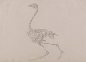 En jämförande anatomisk framställning av människokroppens struktur med tigerns och en vanlig hönas:  Dorking Hen Skeleton, Lateral View (Färdig studie för en opublicerad tabell) av George Stubbs