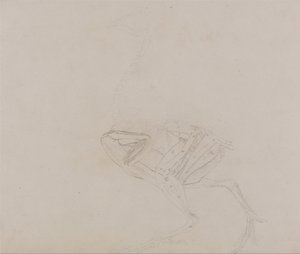 En jämförande anatomisk framställning av människokroppens struktur med tigerns och en vanlig hönas:  Dorking Hen Body, Lateral View (Studie av kroppens och extremiteternas muskler i ett senare skede av dissektionen) av George Stubbs