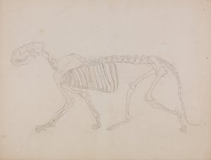 En jämförande anatomisk framställning av människokroppens struktur med tigerns och en vanlig hönas: Tigerskelett, vy från sidan av George Stubbs