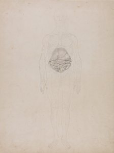 En jämförande anatomisk framställning av människokroppens struktur jämfört med en tiger och en vanlig höna: Människofigur, vy framifrån (konturteckning) av George Stubbs