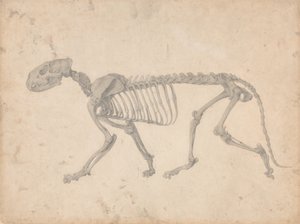 En jämförande anatomisk framställning av människokroppens struktur med tigerns och en vanlig hönas: Tigerskelett, vy från sidan (Färdig studie för tabell IV) av George Stubbs