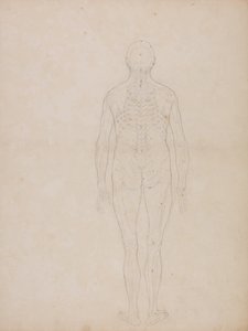 En jämförande anatomisk framställning av människokroppens struktur jämfört med tigerns och den vanliga fågelns: Människofigur, vy bakifrån av George Stubbs