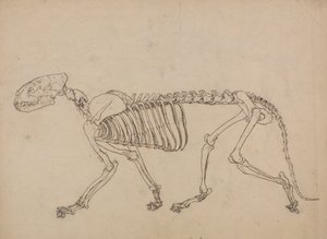 En jämförande anatomisk framställning av människokroppens struktur med tigerns och en vanlig hönas: Tigerskelett, sidovy (Studie för nyckeltalet till tabell IV) av George Stubbs