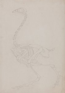En jämförande anatomisk framställning av människokroppens struktur med tigerns och en vanlig hönas:  Skelett av höns, vy från sidan av George Stubbs