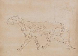 En jämförande anatomisk framställning av människokroppens struktur med tigerns och en vanlig hönas:  Tigerkropp, vy från sidan (Konturteckning för en nyckelfigur) av George Stubbs