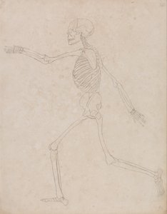 En jämförande anatomisk framställning av människokroppens struktur i förhållande till tigerns och fågelns: Human Skeleton, Lateral View (Kan ursprungligen ha förberetts för att användas som nyckelfigur till tabell III men övergavs senare) av George Stubbs