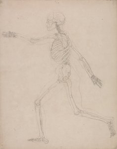 En jämförande anatomisk framställning av människokroppens struktur med tigerns och den vanliga fågelns: Människans skelett, vy från sidan av George Stubbs