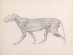 En jämförande anatomisk framställning av människokroppens struktur med en tiger och en vanlig fågel:  Tiger, vy från sidan, med bindväven som ligger över musklerna borttagen (Färdig studie för tabell XIV) av George Stubbs