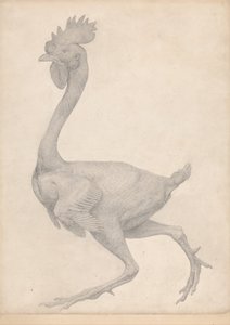 En jämförande anatomisk framställning av människokroppens struktur med tigerns och en vanlig hönas: Höns, sidovy med de flesta fjädrarna borttagna (Färdig studie för bord X) av George Stubbs