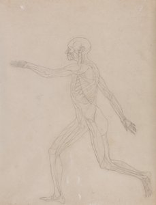 En jämförande anatomisk framställning av människokroppens struktur med tigerns och den vanliga fågelns: Människofigur, vy från sidan av George Stubbs