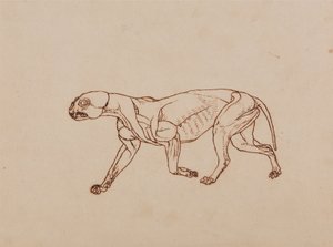 En jämförande anatomisk framställning av människokroppens struktur med tigerns och den vanliga fågelns:  Leopardkropp, vy från sidan av George Stubbs
