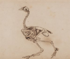En jämförande anatomisk framställning av människokroppens struktur med tigerns och en vanlig hönas:  Dorking Hen Skeleton, Lateral View (Förmodligen förberett för en opublicerad nyckelfigur) av George Stubbs