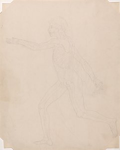 En jämförande anatomisk framställning av människokroppens struktur med tigerns och den vanliga fågelns: Människofigur, vy från sidan av George Stubbs