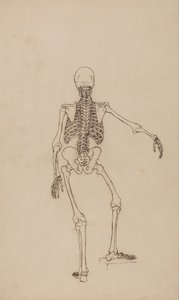 En jämförande anatomisk framställning av människokroppens struktur med den hos en tiger och en vanlig fågel: Människans skelett, vy bakifrån av George Stubbs