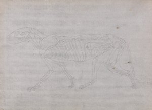 En jämförande anatomisk framställning av människokroppens struktur med tigerns och en vanlig hönas: Tigerkropp, vy från sidan av George Stubbs