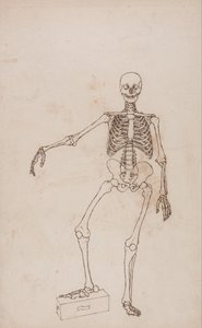 En jämförande anatomisk framställning av människokroppens struktur i jämförelse med tigerns och den vanliga fågelns: Människans skelett, vy framifrån av George Stubbs