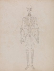 En jämförande anatomisk framställning av människokroppens struktur jämfört med en tiger och en vanlig höna:  Människofigur, vy framifrån (översiktsbild) av George Stubbs