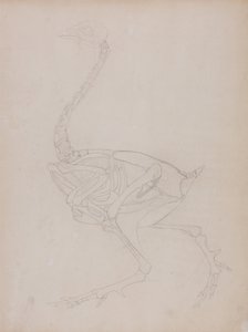 En jämförande anatomisk framställning av människokroppens struktur med tigerns och hönsfågelns:  Hönskropp, vy från sidan av George Stubbs