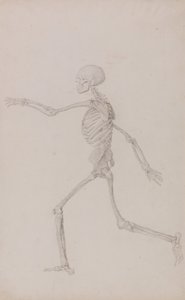 En jämförande anatomisk framställning av människokroppens struktur med tigerns och den vanliga fågelns: Människoskelett, sidovy sett från vänster, löpande (Färdig studie för bord III) av George Stubbs