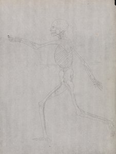 En jämförande anatomisk framställning av människokroppens struktur med tigerns och den vanliga fågelns: Människofigur, vy från sidan av George Stubbs
