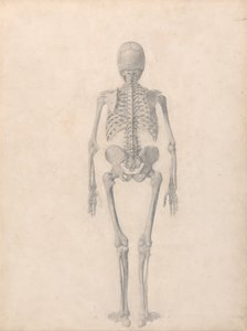 En jämförande anatomisk framställning av människokroppens struktur jämfört med en tiger och en vanlig fågel: Människans skelett, bakifrån (Färdig studie för tabell II) av George Stubbs