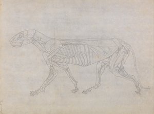 En jämförande anatomisk framställning av människokroppens struktur med tigerns och en vanlig hönas: Tigerkropp, vy från sidan av George Stubbs