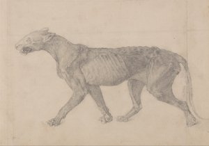 En jämförande anatomisk framställning av människokroppens struktur med tigerns och en vanlig hönas: Tiger Body, Lateral View (Första av nio teckningar av ett annat exemplar av tiger) av George Stubbs
