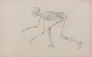 En jämförande anatomisk framställning av människokroppens struktur med en tiger och en vanlig höna: Människans skelett, sidovy (i krypande ställning; färdig studie till ett opublicerat bord) av George Stubbs