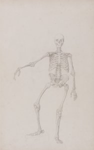 En jämförande anatomisk framställning av människokroppens struktur jämfört med en tiger och en vanlig hönsfågel: Människans skelett, vy framifrån (höger arm utsträckt; färdig studie för opublicerat bord) av George Stubbs