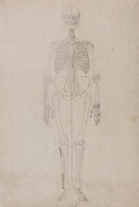 En jämförande anatomisk framställning av människokroppens struktur i jämförelse med tigerns och fågelns:  Människans skelett, vy framifrån (slutstudie) av George Stubbs