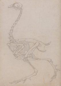 En jämförande anatomisk framställning av människokroppens struktur med tigerns och en vanlig hönas:  Fowl Skeleton, Lateral View (Översiktsritning av skelettet som framställts för nyckelfiguren till tabell V) av George Stubbs