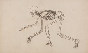 En jämförande anatomisk framställning av människokroppens struktur med tigerns och den vanliga fågelns: Människans skelett, vy från sidan av George Stubbs