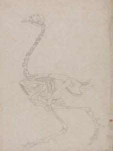 En jämförande anatomisk framställning av människokroppens struktur med tigerns och den vanliga fågelns:  Skelett av hönsfågel, sidovy (Översiktsritning av skelettet) av George Stubbs