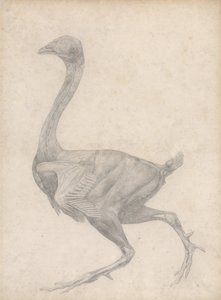En jämförande anatomisk framställning av människokroppens struktur med en tiger och en vanlig höna: Höns, vy från sidan, med hud och underliggande fasciallager borttagna (Färdig studie för tabell XV) av George Stubbs