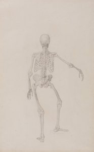 En jämförande anatomisk framställning av människokroppens struktur jämfört med en tiger och en vanlig hönsfågel: Människans skelett, bakifrån (höger arm utsträckt; färdig studie till ett opublicerat bord) av George Stubbs