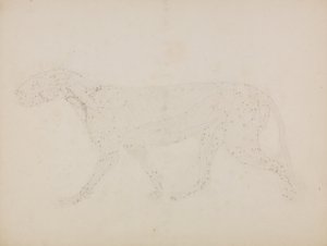 A Comparative Anatomical Exposition of the Structure of the Human Body with that of a Tiger and a Common Fowl: Tigerkropp, sidovy (Studie av de övre muskelskikten och deras blodförsörjning förberedd för nyckelfiguren till tabell XIV) av George Stubbs