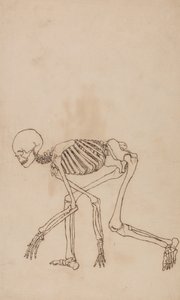 En jämförande anatomisk framställning av människokroppens struktur med tigerns och den vanliga fågelns: Människans skelett, vy från sidan av George Stubbs