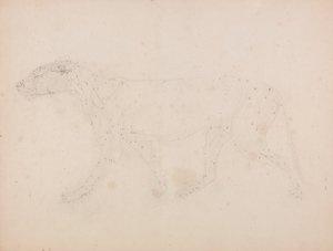 En jämförande anatomisk framställning av människokroppens struktur med en tigerkropp och en vanlig hönsfågel: Tigerkropp, vy från sidan (studie av musklerna för nyckeltalet till tabell IX) av George Stubbs