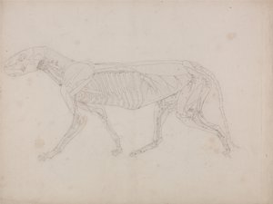 En jämförande anatomisk framställning av människokroppens struktur med tigerns och en vanlig hönas: Tigerkropp, vy från sidan av George Stubbs