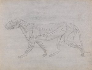 En jämförande anatomisk framställning av människokroppens struktur med tigerns och en vanlig hönas: Tigerkropp, vy från sidan av George Stubbs