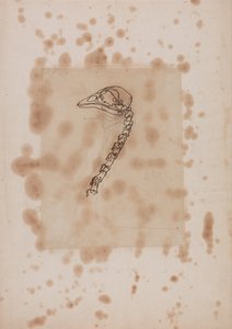 En jämförande anatomisk framställning av människokroppens struktur med tigerns och den vanliga fågelns:  Huvud och hals på höns, vy från sidan av George Stubbs