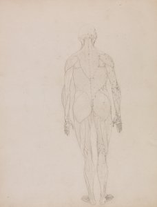 En jämförande anatomisk framställning av människokroppens struktur med tigerns och den vanliga fågelns: Människofigur, bakifrån (Översiktsritning för nyckeltal till tabell XII) av George Stubbs