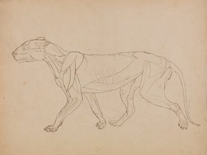 En jämförande anatomisk framställning av människokroppens struktur med tigerns och en vanlig hönas:  Tigerkropp, vy från sidan (Förmodligen gjord som grund för en nyckelfigur) av George Stubbs