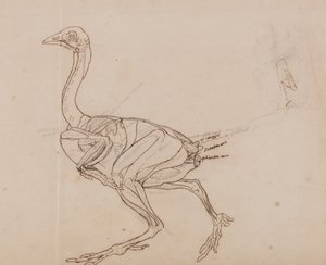 En jämförande anatomisk framställning av människokroppens struktur med tigerns och en vanlig hönas:  Dorking Hen Body, Lateral View (Konturteckning av musklerna) av George Stubbs